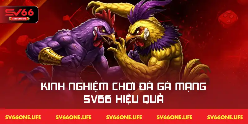 Chiến thuật và kinh nghiệm giúp người chơi đá gà mạng SV66 đạt hiệu quả tối ưu